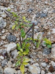 Corchorus siliquosus