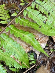 Dryopteris celsa