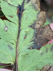 Dryopteris celsa