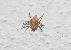 Oxyopes salticus