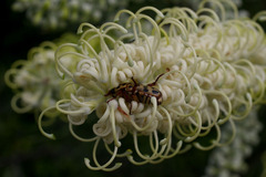 Grevillea albiflora