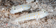 Valenciennea puellaris