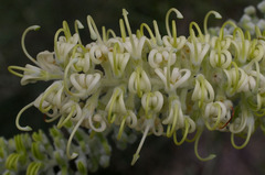 Grevillea albiflora