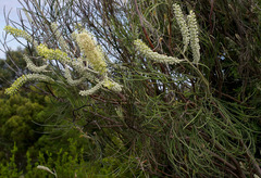 Grevillea albiflora