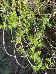 Galium porrigens