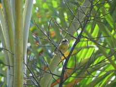 Coereba flaveola