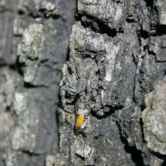 Stephanopis altifrons