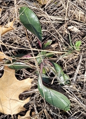 Penstemon cobaea