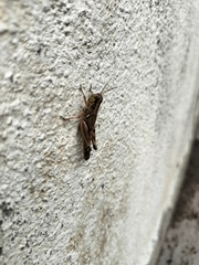 Phoetaliotes nebrascensis