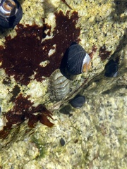 Mopalioidea