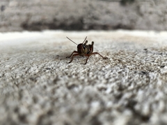 Phoetaliotes nebrascensis
