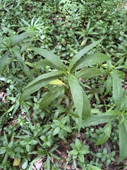 Persicaria attenuata