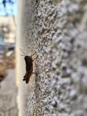 Phoetaliotes nebrascensis