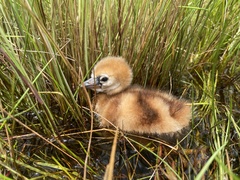 Balearica regulorum regulorum