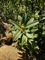 Heteromeles arbutifolia