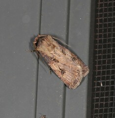 Agrotis interjectionis