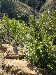 Heteromeles arbutifolia