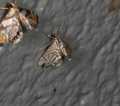 Anydraula pericompsa