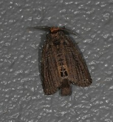 Archigargetta amydra