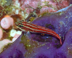 Helcogramma striata