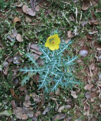Argemone mexicana
