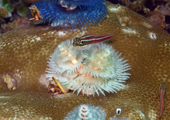 Helcogramma striata