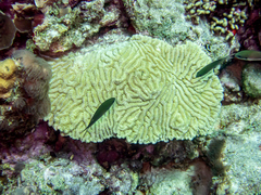 Azurina multilineata