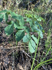 Tauschia hartwegii