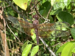 Camacinia gigantea