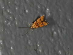 Crocanthes characotis