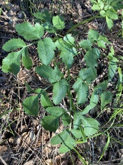 Tauschia hartwegii