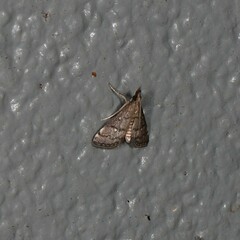 Criophthona trileuca