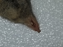 Sorex fumeus