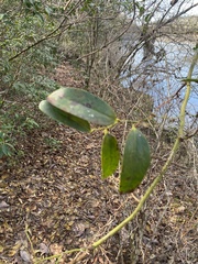 Smilax laurifolia