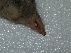 Sorex fumeus