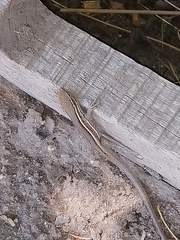 Liolaemus gracilis