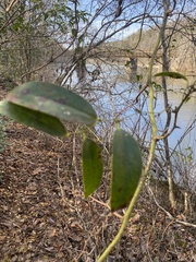 Smilax laurifolia