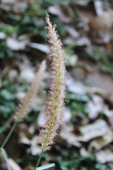 Cenchrus polystachios