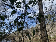 Smilax laurifolia