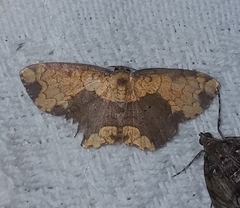 Semaeopus caparonensis