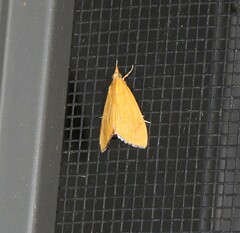 Hyalobathra brevialis