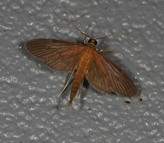 Hymenoptychis sordida