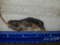 Sorex fumeus