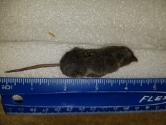 Sorex fumeus