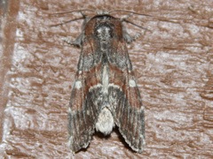 Peridea ferruginea
