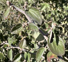 Ceanothus incanus