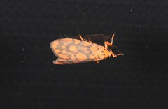 Miltochrista quadrilineata