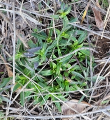 Marshallia caespitosa