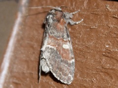 Peridea ferruginea