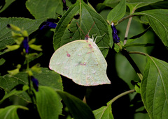 Phoebis neocypris